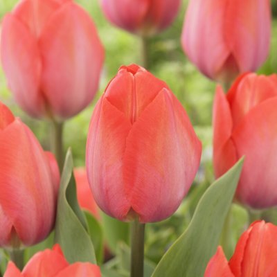 Tulpan Darwin Tulipa Orange van Eijk 10st