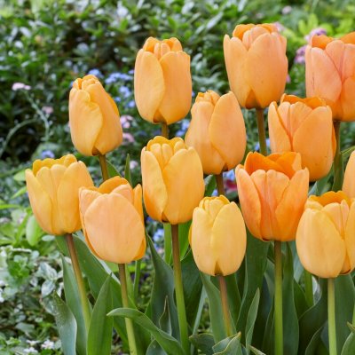 Tulpan Darwin Tulipa Daydream 10st