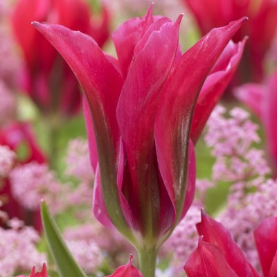 Tulipa viridiflora Doll´s Minuet