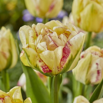 Tulpan Dubbel Sen Tulipa Double Shake 7st