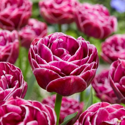 Tulpan Dubbel Sen Dream Touch 7st