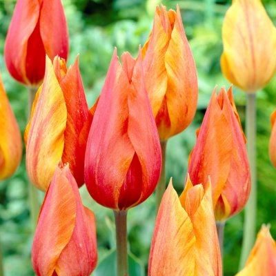 Tulpan Enkel Sen El Nino 7st