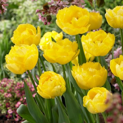 Tulpan Fransig Dubbel Tulipa Exotic Sun 7st