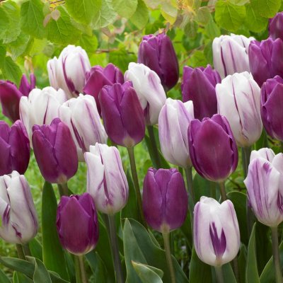 Tulpan Triumf Tulipa Atlantic Mix 20st