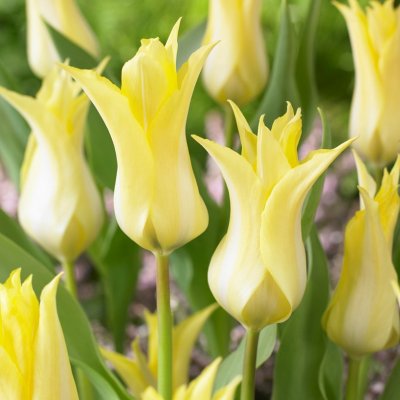 Tulpan Lilja Tulipa Florijn Chic 7st