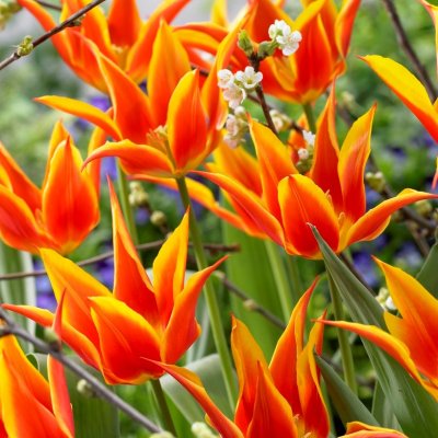Tulpan Lilja Tulipa Fly Away 7st