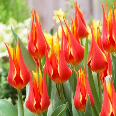 Tulpan Lilja Tulipa Fly Away 7st