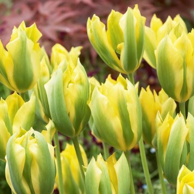 Grönbandad Tulpan Tulipa viridiflora Formosa 7st