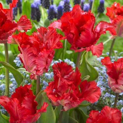 Tulpan Papegoj Tulipa Garden Fire 7st