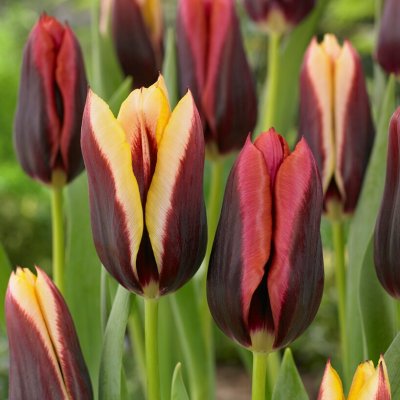 Tulpan Dance Club 10st