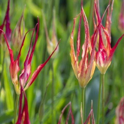 Tulipa gesneriana Acuminata