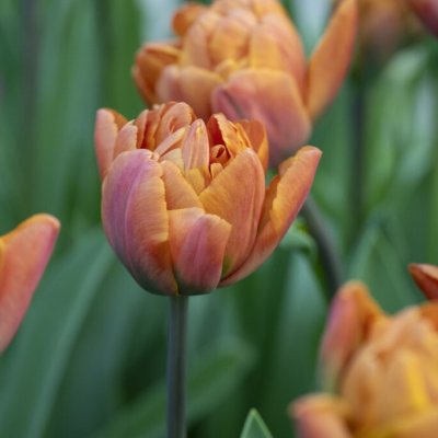 Tulipa gesneriana Brazil