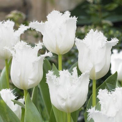 Tulipa gesneriana Daytona