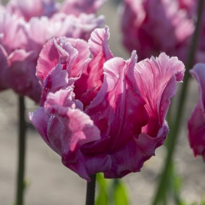 Tulipa gesneriana Flamingo Queen