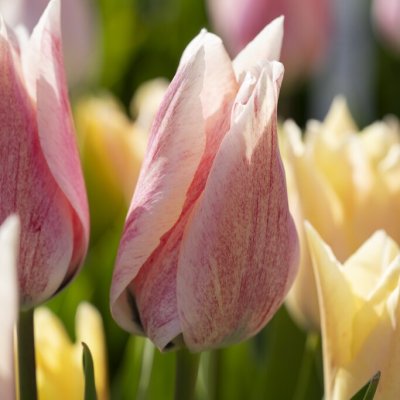 Tulipa gesneriana Karate
