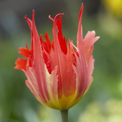 Tulipa gesneriana Leo