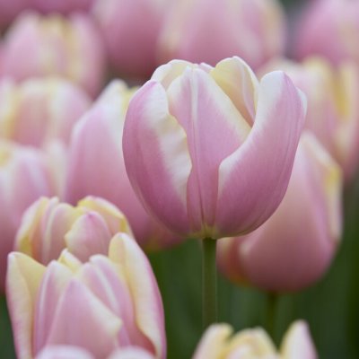 Tulipa gesneriana Mango Charm