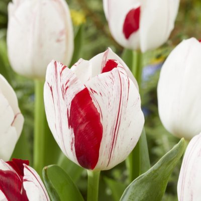 Tulipa gesneriana One Direction