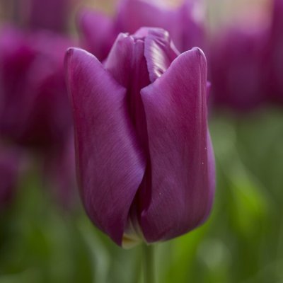 Tulipa gesneriana Passio Glossy