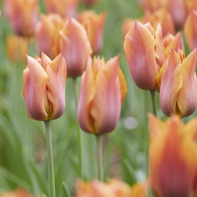 Tulipa gesneriana Request ®