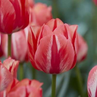 Tulipa gesneriana Spring Break (Spryng Break)
