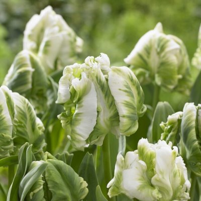 Tulipa gesneriana Super Parrot