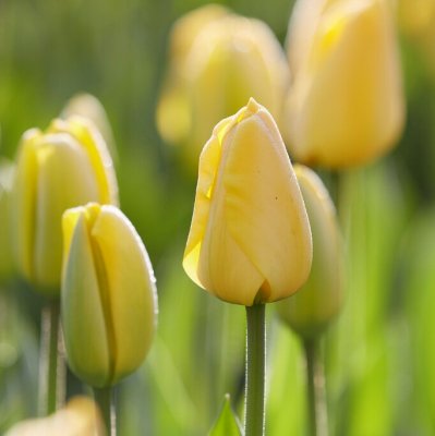 Tulpan Darwin Tulipa Golden Parade 10st