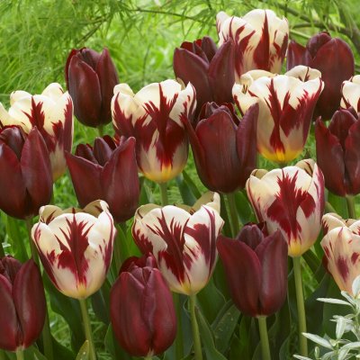Tulpan Triumf Tulipa Graaf Floris 20st