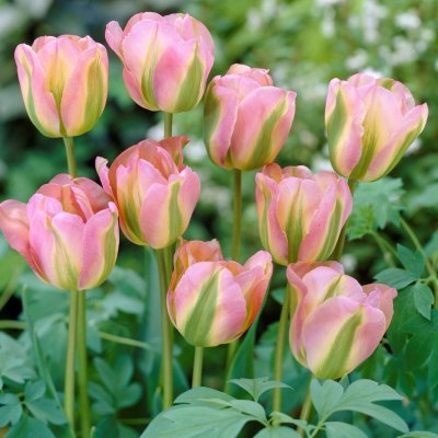 Grönbandad Tulpan Tulipa viridiflora Grönland 10st