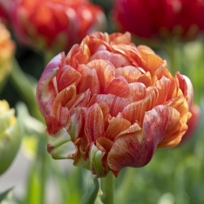 Tulpan Dubbel Sen Tulipa Gudoshnik Double 7st