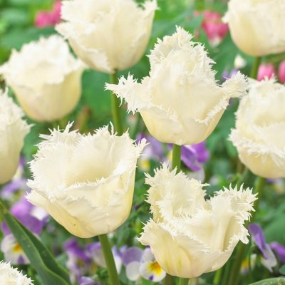 Tulpan Fransig Tulipa Honeymoon 7st