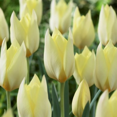 Bokharatulpan Tulipa linifolia Honky Tonk 10st