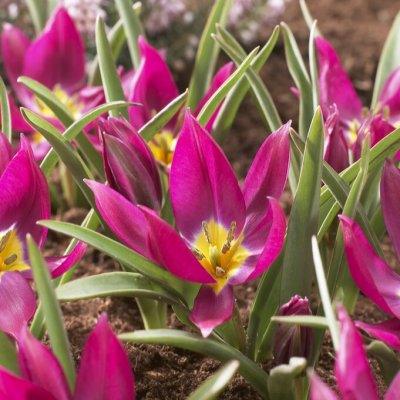 Violtulpan Tulipa humilis Estern Star 10st
