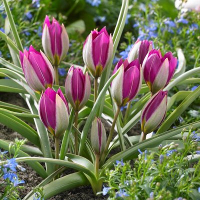 Violtulpan Tulipa humilis Persian Pearl 10st
