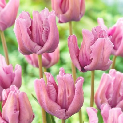 Tulpan Papegoj Tulipa James Last 7st