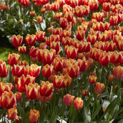 Tulpan Triumf Tulipa Jan Seignette 10st