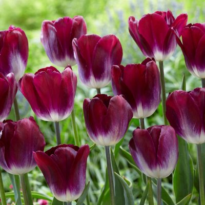 Tulpan Triumf Tulipa Kansas Pride 10st