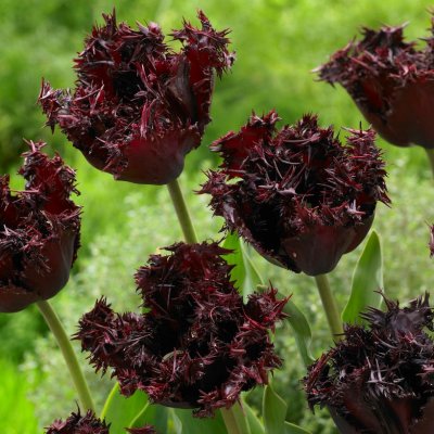 Tulpan Fransig Tulipa Labrador 7st