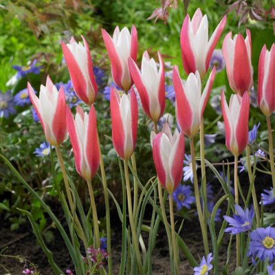 Tulpan Tulipa Lady Jane 10st