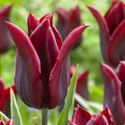 Tulpan Triumf Tulipa Lasting Love 7st