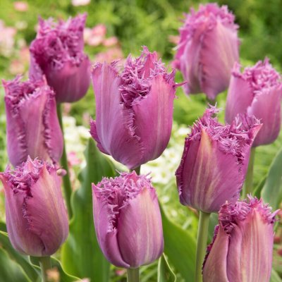 Tulpan Fransig Tulipa Lilac Frizzle 7st