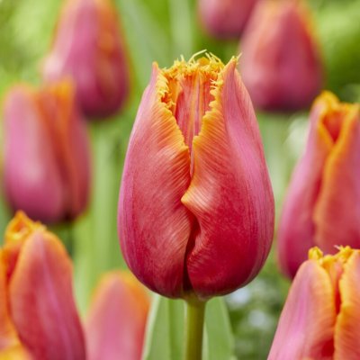 Tulpan Fransig Tulipa Louvre Orange 7st