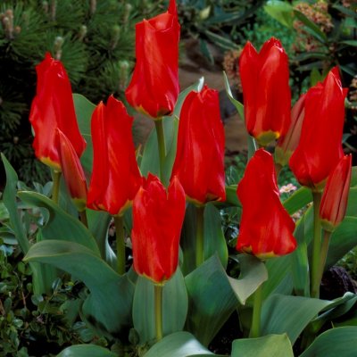 Kejsartulpan Tulipa fosteriana Madame Lefeber (Red Emperor) 10st