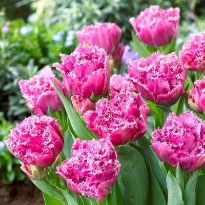 Tulpan Fransig Tulipa Matchpoint 7st