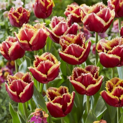 Tulpan Fransig Tulipa Mercure ® 5st