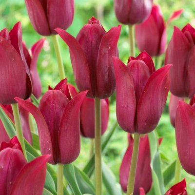 Tulpan Lilja Tulipa Merlot 7st