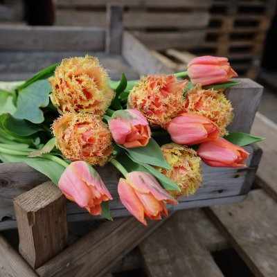 Tulpan Mix Apricot Dream 30st