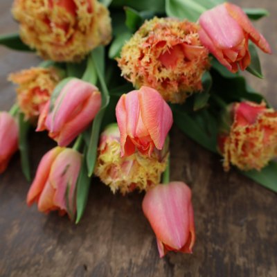 Tulpan Mix Apricot Dream 30st