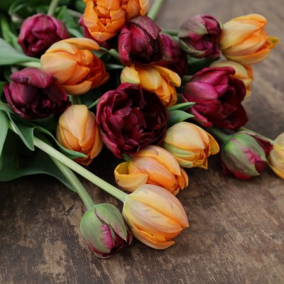 Tulpan Mix Dark Fire 30st