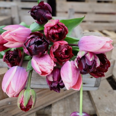 Tulpan Mix Dark Love 30st